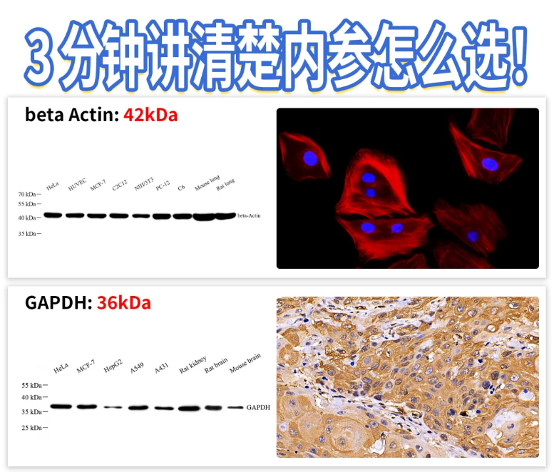 15 分鐘 WB 內(nèi)參突破！噗啦噗啦實(shí)驗(yàn)室染液刷新效率天花板