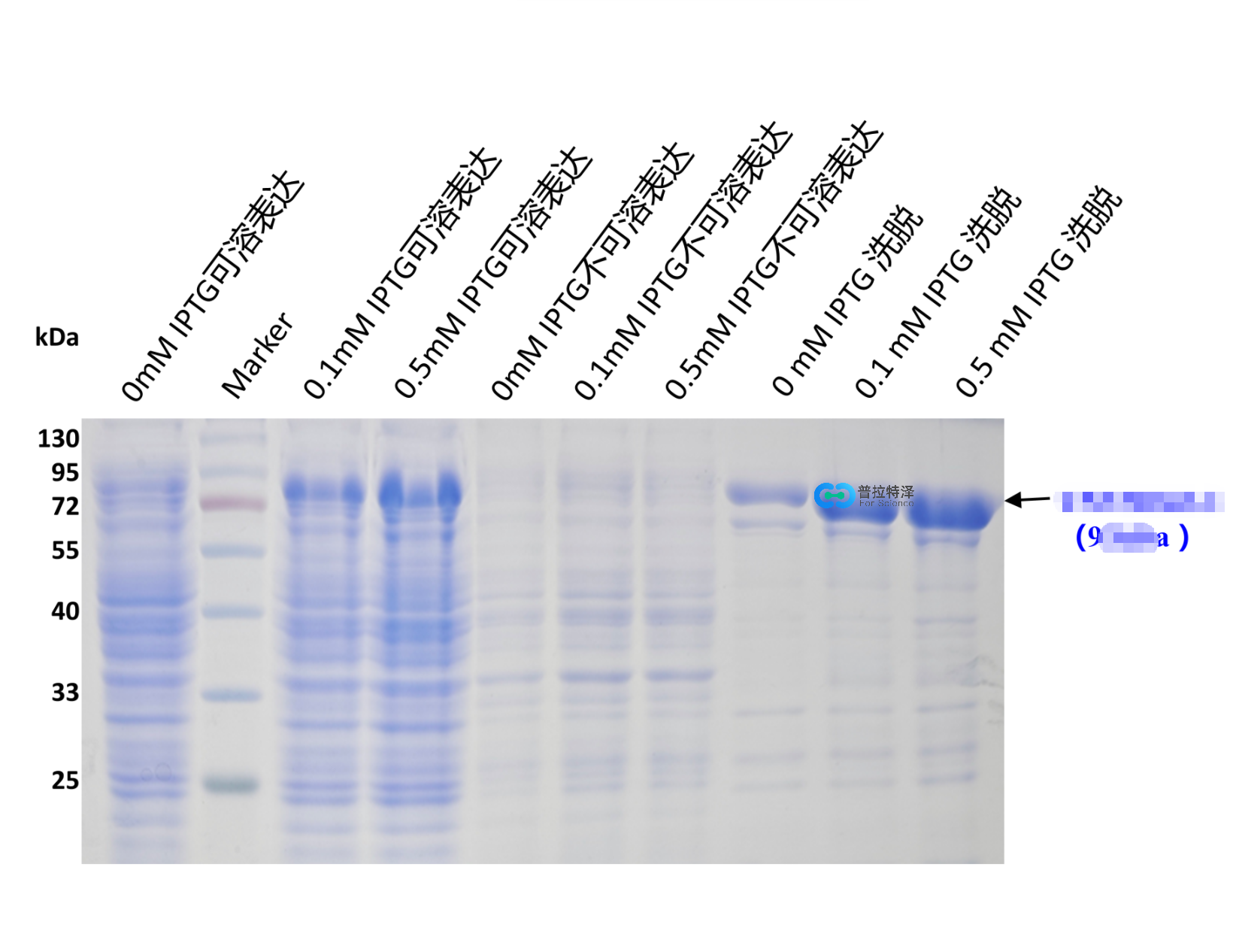 蛋白原核表達(dá)