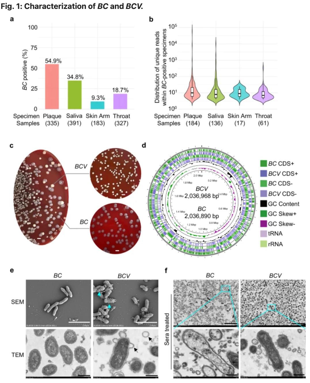 細(xì)胞：啊我又鼠了，我又有新鼠法了&mdash;&mdash;細(xì)胞浮亡 Floatptosis